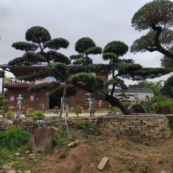 羅漢松大樹庭院造型樹盆景樹迎客松別墅大型日本羅漢松黑松等樹苗