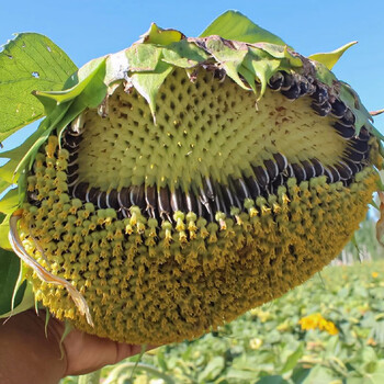 寿禾食用向日葵种子高产花种子种苗大粒小粒寿光蔬菜种籽家庭种植菜籽种孑大粒向日葵种子 极星363 100gx3包 图片价格品牌报价 京东