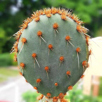 木繁opuntia花火团扇稀有品种多肉仙人掌开花仙人球室内盆栽 花火团扇