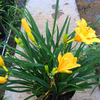 金娃娃萱草花南方北方室外庭院花園陽臺耐寒花卉花壇花草植物10株