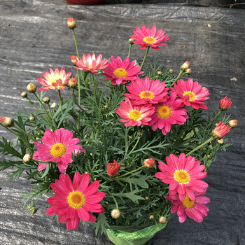 花大苗阳台庭院花卉黄金玛格丽特植物重瓣小雏菊 大盆糖果色带花16mm