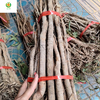 千斤拔野生千斤拔蔓性千斤拔,一条根500克 500克(一斤)【图片 价格