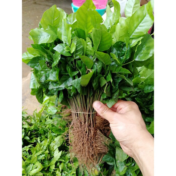 文静花坊  广西黄皮芽苗黄皮果幼苗一年黄皮小苗黄皮实生砧木嫁接用