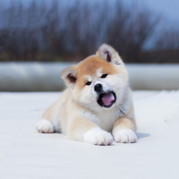 纯种秋田幼犬活体宠物狗狗日本秋田幼犬 家庭养的好狗狗宠物级 宠物级