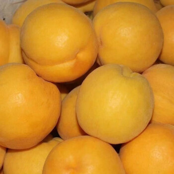 陕西大黄杏金太阳新鲜酸甜杏子应季杏子孕妇水果生鲜现摘现发rr