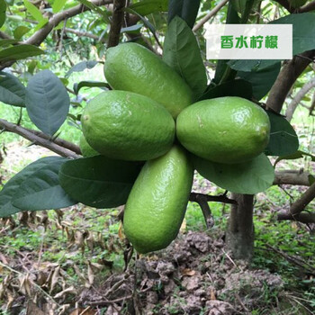 花姬柠檬树苗嫁接西柠四季香水柠檬无籽无核青柠果苗阳台盆栽香水一年苗1棵 40cm 含 50cm 不含 图片价格品牌报价 京东