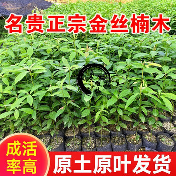苗小叶桢楠南北地区耐寒苗木 金丝楠木【20-30cm】 1棵【图片 价格