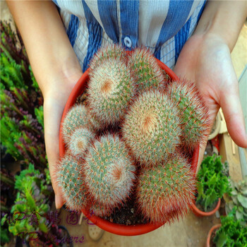 红芙蓉 红色仙人球整盆原装 防辐射多肉植物仙人球 花卉绿植