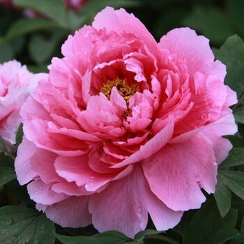 宏泰 多分枝七年大苗精品牡丹苗室内花卉绿植盆栽牡丹花苗当年开 大花