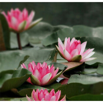 后庭花大睡莲花根块睡莲根块荷花种藕池塘植物水池莲花鱼塘大莲花富贵 种球根块 不含盆 图片价格品牌报价 京东