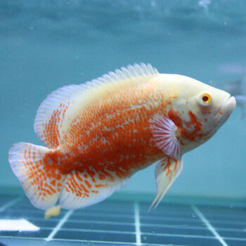 活体宠物黑地图白地图鱼猪仔鱼中大型淡水热带宠物观赏鱼活体鱼红地图