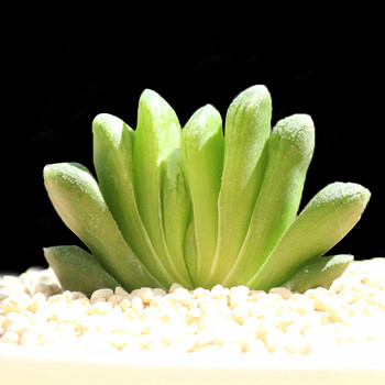 多肉植物群生室内花卉园艺绿植新手套餐多肉创意组合盆栽 玉扇(4-6cm)