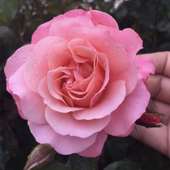 春枝韵 法国月季(欧月) 波提雪莉 3年大苗_现价180元