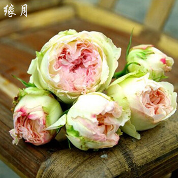 夏日羊绒月季花浓香花卉丰花多头灌木植物花卉 小苗/扦插苗 不含盆