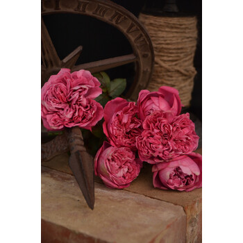 【】月季"赫克托"v16盆栽中苗()