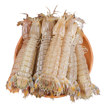 青岛海捕 鲜活冷冻皮皮虾公 500g 新鲜熟冻皮皮虾