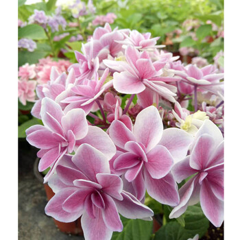 新品重瓣绣球 星星糖绣球 可爱好看 星星糖小苗 不含盆