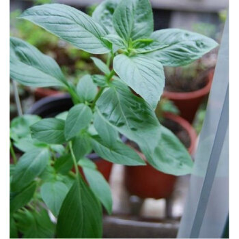 綠植香草系種子香青蘭 神香草 魚香草 牛至 百里香 薄荷 檸檬香蜂草sn