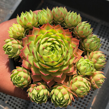 长生草系列 蜜柚大群10cm 洛雅多肉 发货小头易断 介意慎拍 裸根不带