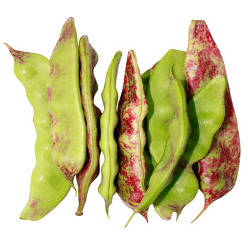 东北一点红油豆角 大豇豆 开锅烂无丝面豆 新鲜蔬菜 10斤