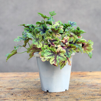 矾根花苗矾根盆栽花苗|耐寒矾根植物变色彩叶草多年生庭院矾根苗 1 带