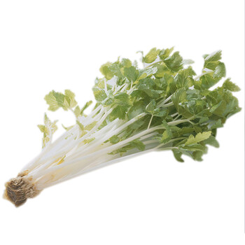 庐江新鲜芹芽 银娃娃 水芹菜 白芹菜安徽特产 1.5kg_现价-1元