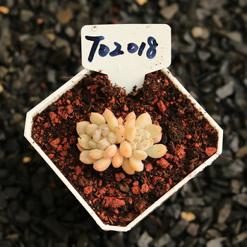 上芯玉如意多肉植物 多肉 sn8260 t02018 裸根不带土