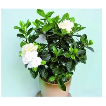 子豪缘芳香植物 四季常青绿叶栀子花盆栽 四季桅子花 室内花卉 栀子花2年苗 不含盆