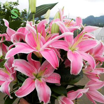 绿丝绦百合花种球百合花盆栽室内四季绿植花卉植物香水百合带芽发货粉珍珠单个种球 图片价格品牌报价 京东