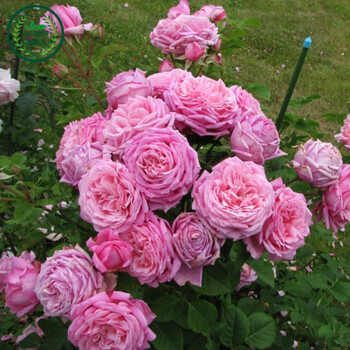 爬藤月季大花蔷薇 藤本月季盆栽别墅庭院花卉绿植 粉云 4年苗_ 1折