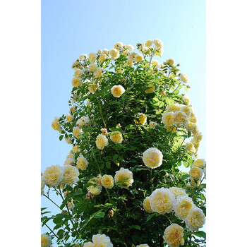 【】月季 朝圣者 v16盆栽中苗