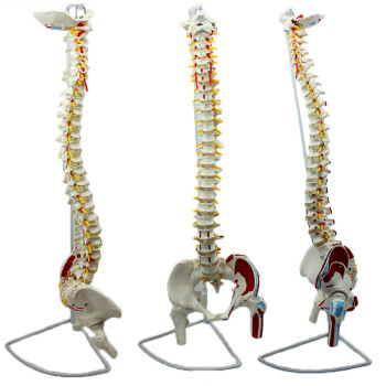 ENOVO颐诺人体脊柱模型脊椎骨盆股骨肌肉起止点脊神经骨骼模型肌肉腰椎骨盆脊柱整骨正骨调理培训教学习