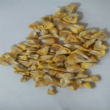 四季播种蔬菜种子 玉米种子 极甜玉米 水果玉米 一斤散装