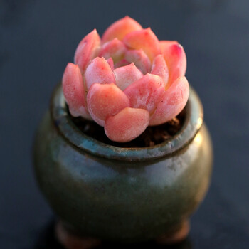 水莲多肉植物粉红色萌肉肉办公桌创意盆栽绿植花卉多肉 水莲单头约3