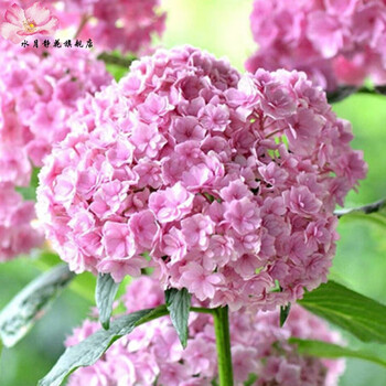 水月静花盆栽地栽绣球花紫阳花八仙绣球花幸运花盆栽盆景阳台庭院客厅植物花苗玫红色6年苗 图片价格品牌报价 京东