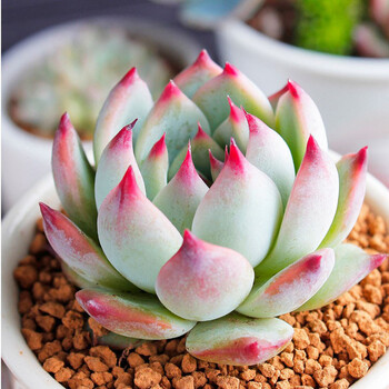 一元多肉多肉植物室内盆栽绿植花卉组合办公室多肉组合植物吉娃娃 图片价格品牌报价 京东