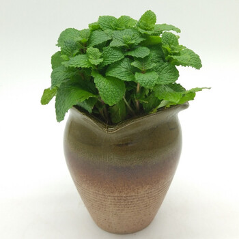 花明柳媚薄荷盆栽可食用小绿植薄荷叶新鲜驱蚊植物桌面室内吸毒草