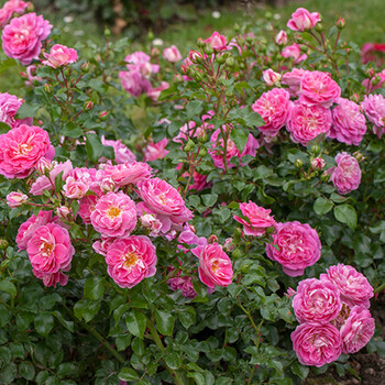 【进口预售】法国玫昂月季裸根苗 可爱粉绝代佳人 持续开花抗病庭院