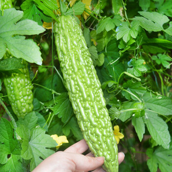 苦瓜苗赛碧绿疙瘩绿苦瓜种子荷兰基地庭院阳台盆栽蔬菜苗种苗四季