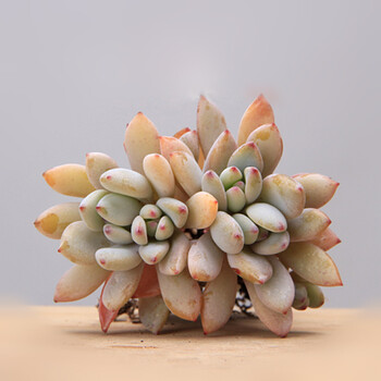 奥古斯都多肉植物 多肉 新品上架 2-3cm 稀有 多肉 约2-3头