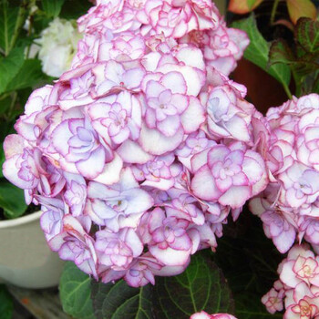 纱织小姐 八仙花绣球花耐荫盆栽阳台绿植大花团 营养钵小苗 不含盆