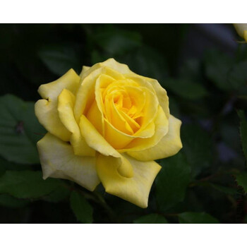 上芯澳洲黄金 二年大苗 大花月季花苗 多季开花sn0523