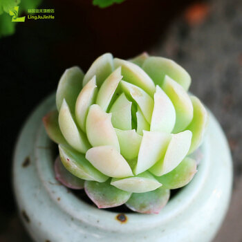 木木居多肉植物大棚搬迁贵货多肉办公桌优雅多肉植物柠檬贝瑞 图片价格品牌报价 京东