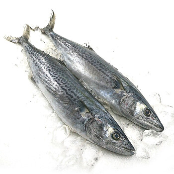 盈品客 青岛活冻鲅鱼新鲜海鲜 马鲛鱼 1000g一条_ 7折现价66元