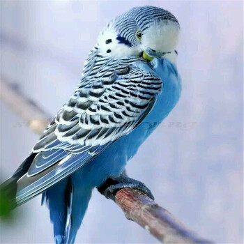 蓝色云斑鹦鹉【图片 价格 品牌 报价】-京