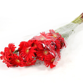非洲菊多头菊鲜切花批发 云南万亩花卉产业园直发 红色非洲菊 一扎(10