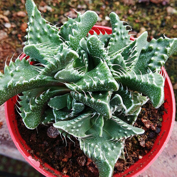 嘉艺多肉花卉 狂澜怒涛 办公室内阳台 防辐射奇趣 美观 绿植盆栽 狂澜