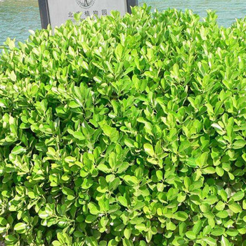 小叶瓜子黄杨庭院绿化苗木 树苗 四季常绿庭院绿化植物 绿篱树种 一件