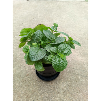 吸毒草吊兰薄荷小盆栽室内绿植花卉室内装修净化空气吸甲醛防辐射