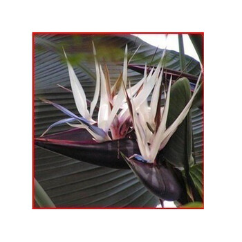 映萱阁 天堂鸟盆栽鹤望兰办公室客厅大型绿开业乔迁礼品植物绿植盆栽